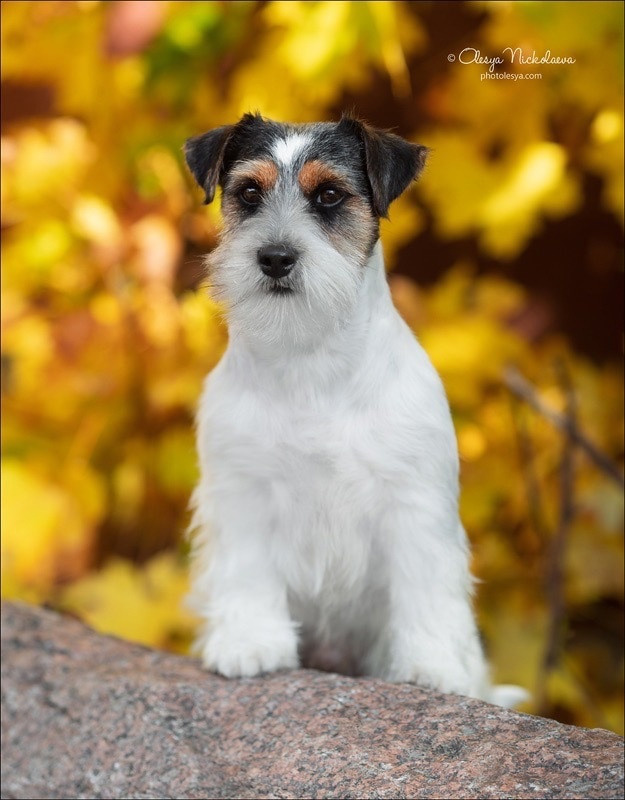 Best Jack Lacoste. Джек Рассел терьер. Санкт-Петербург. Щенки Джек Рассел терьера