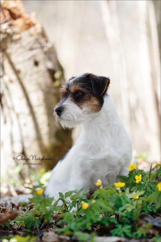 Best Jack Lacoste. Джек Рассел терьер. Санкт-Петербург. Щенки Джек Рассел терьера