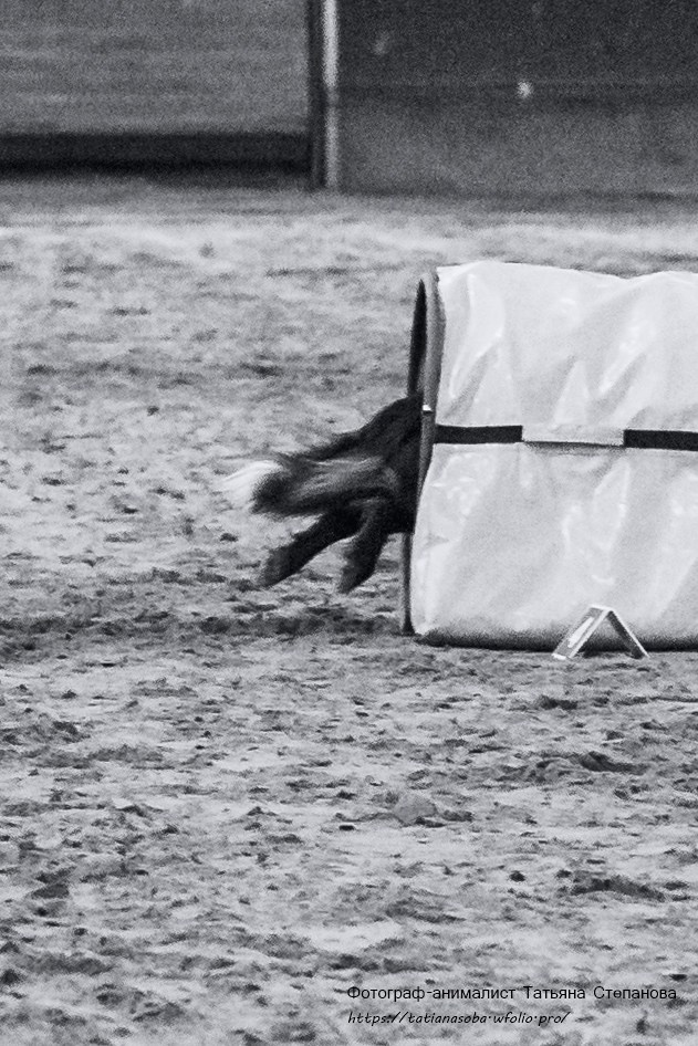 Соревнования по Аджилити 25.02.2024. Фотограф-анималист Татьяна Степанова