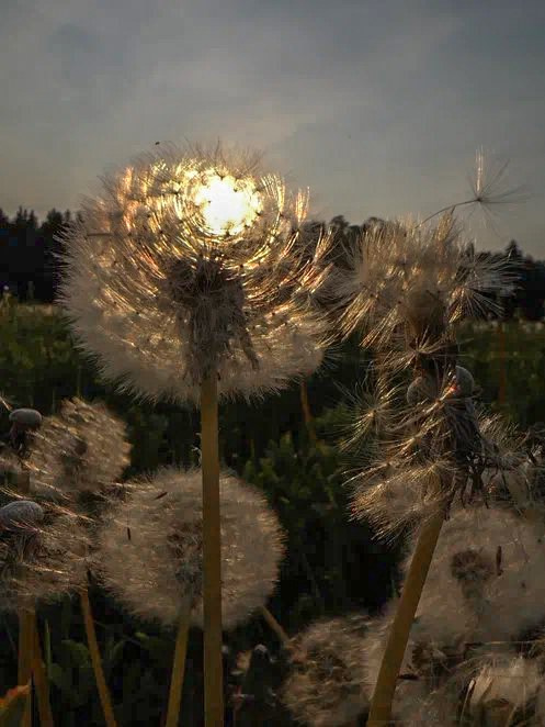 Природа и животные. Творческий фотограф Ирина Баландина.  Санкт-Петербург, Мурманск