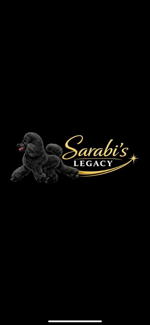 Sarabi`s Legacy питомник пуделей Казань