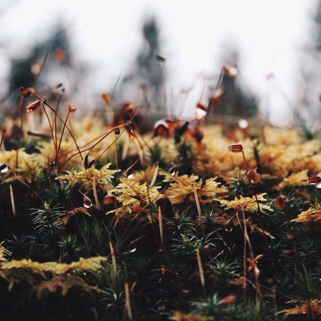 Finland. Photographer Yana Kotova