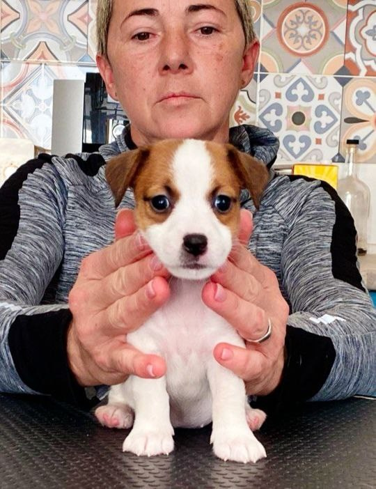 Сука 1. Lovely Orange kennel Jack Russell Terrier FCI/RKF
