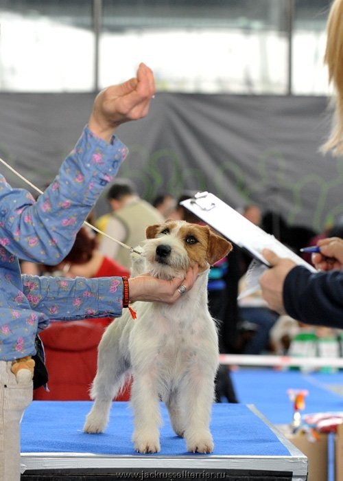 ЕВРАЗИЯ 2014. Lovely-Orange питомник джек рассел терьеров