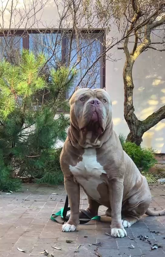 Видео Хантер. Американские булли XL в г. Калининград. Питомник Great Bully UNIVERSE