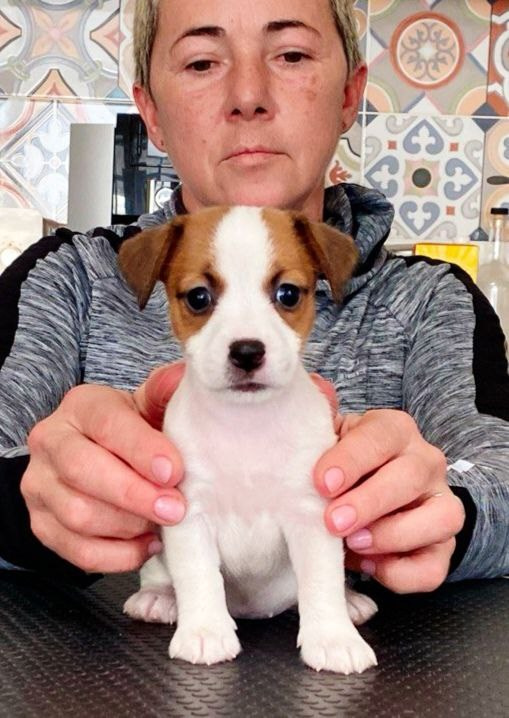 Сука 1. Lovely Orange kennel Jack Russell Terrier FCI/RKF