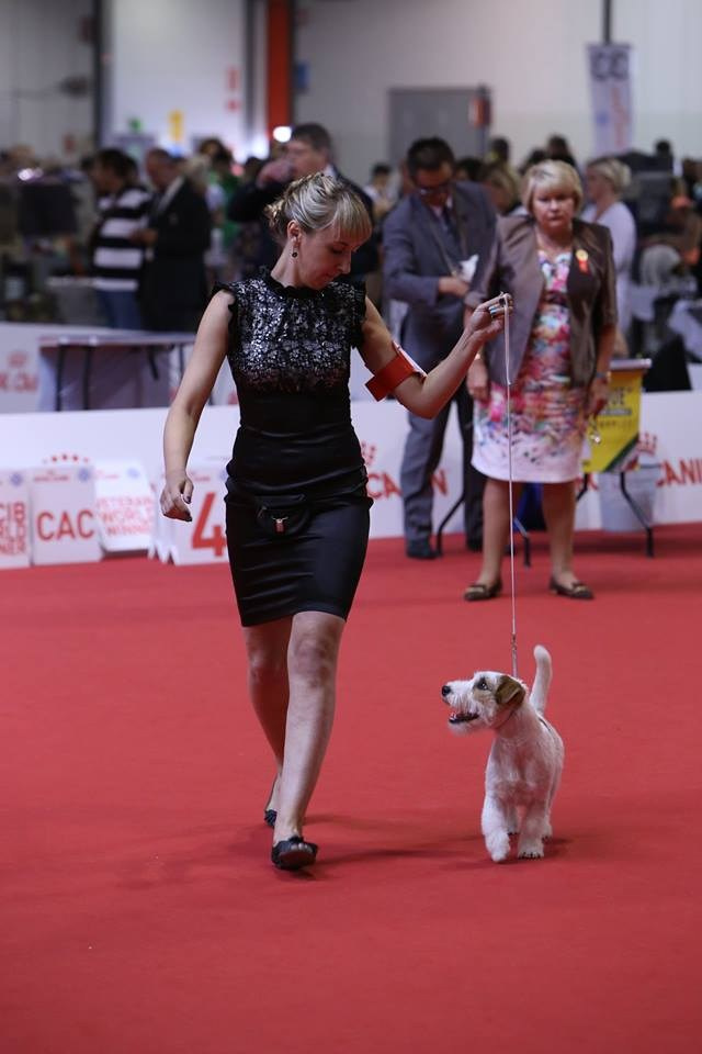 ЧЕМПИОНАТ МИРА 2015. Lovely-Orange питомник джек рассел терьеров