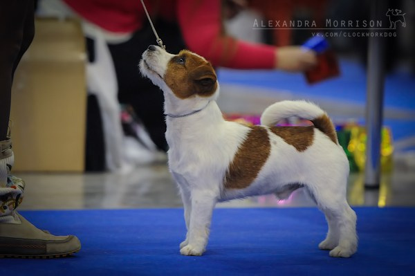 РОССИЯ 2012. Lovely-Orange питомник джек рассел терьеров