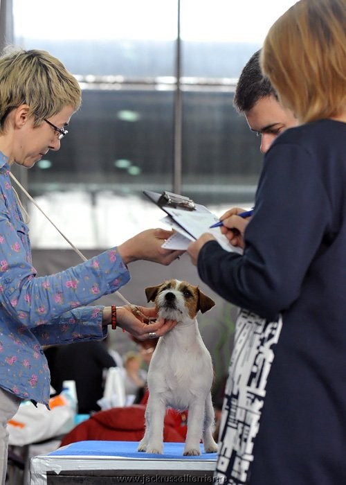 ЕВРАЗИЯ 2014. Lovely-Orange питомник джек рассел терьеров