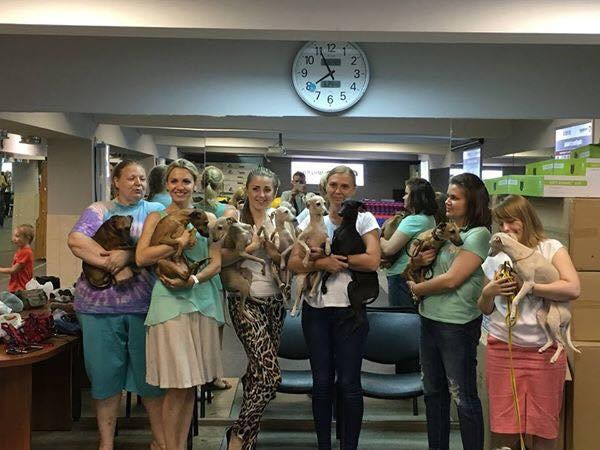 Хроника с Чемпионата Мира. Профессиональный питомник левреток РКФ/FCI ASTI SAPPHIRE 💎 Сочи|Санкт-Петербург