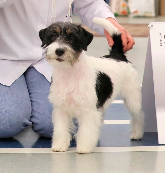 Port Fortis Destiny Of Love