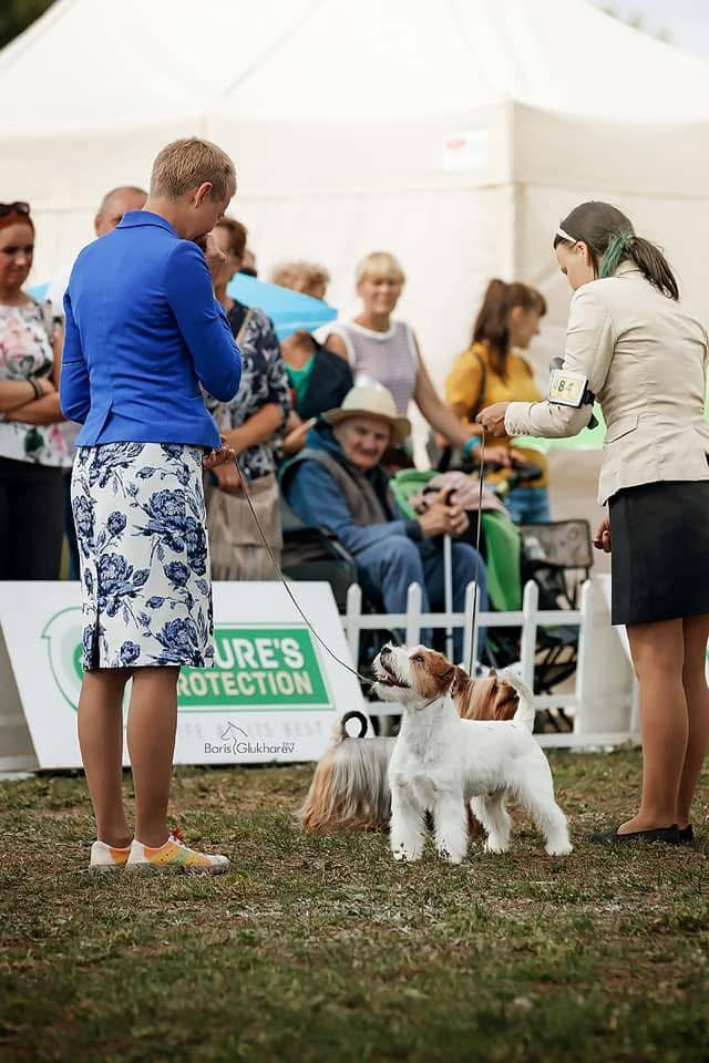 Lovely-Orange Mascarpone. Lovely-Orange питомник джек рассел терьеров