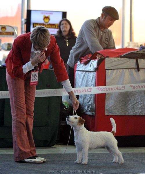 Выставка имени Сабанеева 2013. Lovely-Orange питомник джек рассел терьеров