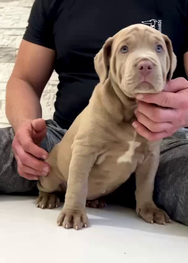 Hunter&Queenie, 10.09.25. Американские булли XL в г. Калининград. Питомник Great Bully UNIVERSE