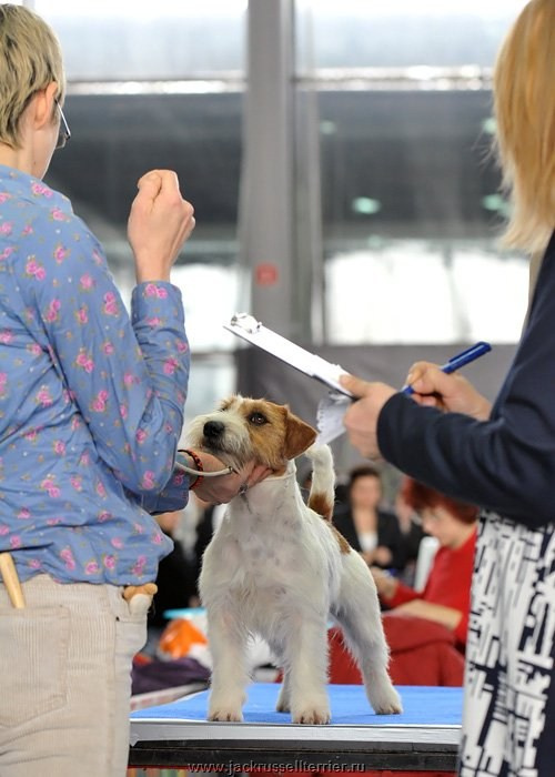 ЕВРАЗИЯ 2014. Lovely-Orange питомник джек рассел терьеров