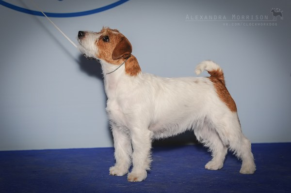 РОССИЯ 2012. Lovely-Orange питомник джек рассел терьеров