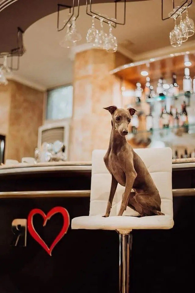 Весенние крошки. Профессиональный питомник левреток РКФ/FCI ASTI SAPPHIRE 💎 Сочи|Санкт-Петербург