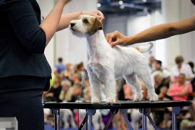 LOVELY-ORANGE X-TRA RUSSIAN BEAUTY. Lovely-Orange питомник джек рассел терьеров