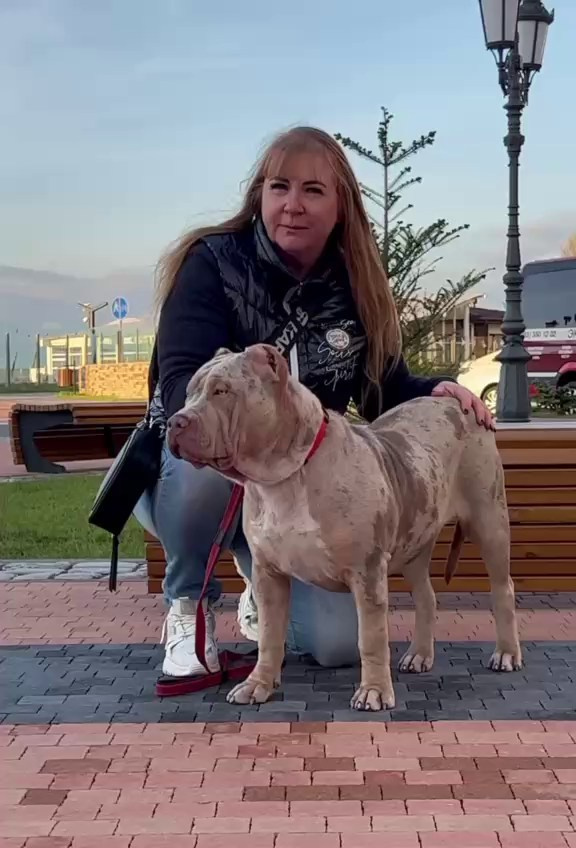 Видео Амбер. Американские булли XL в г. Калининград. Питомник Great Bully UNIVERSE