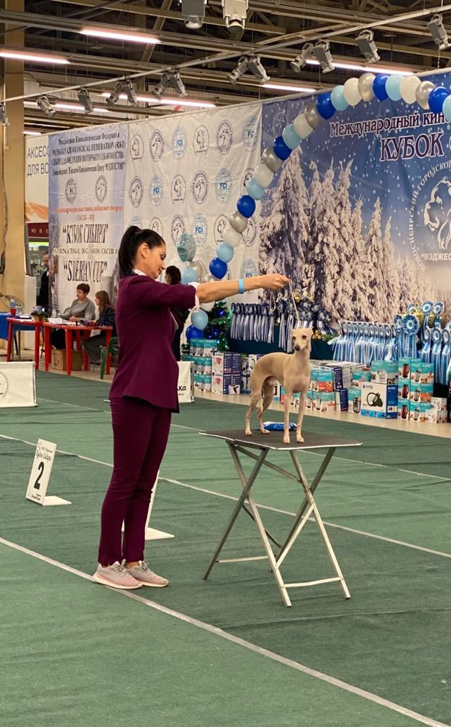 Наш самый звёздный выпускник. Professional Italian Greyhound Kennel RKF/FCI ASTI SAPPHIRE 💎 Sochi|St. Petersburg