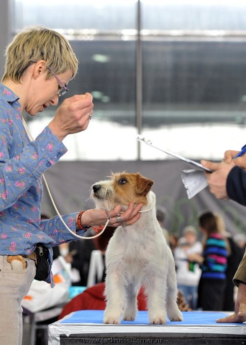 ЕВРАЗИЯ 2014. Lovely-Orange питомник джек рассел терьеров
