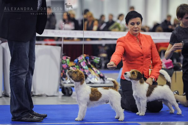 РОССИЯ 2012. Lovely-Orange питомник джек рассел терьеров