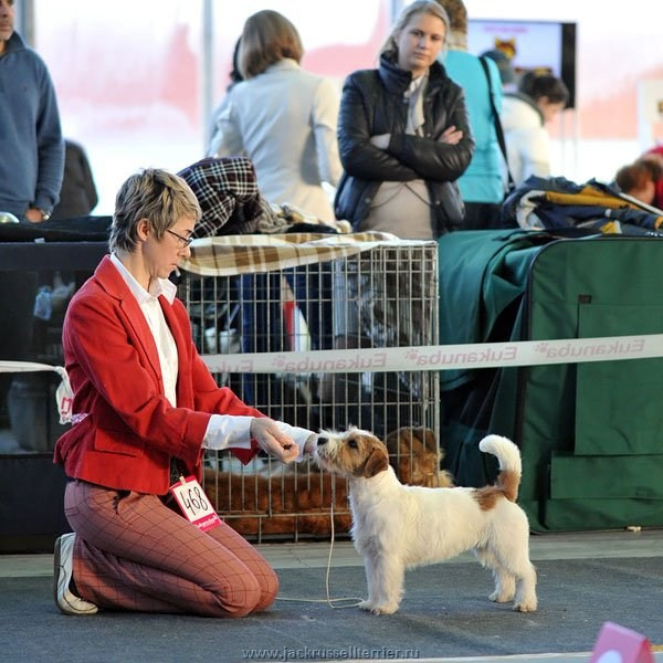 Выставка имени Сабанеева 2013. Lovely-Orange питомник джек рассел терьеров