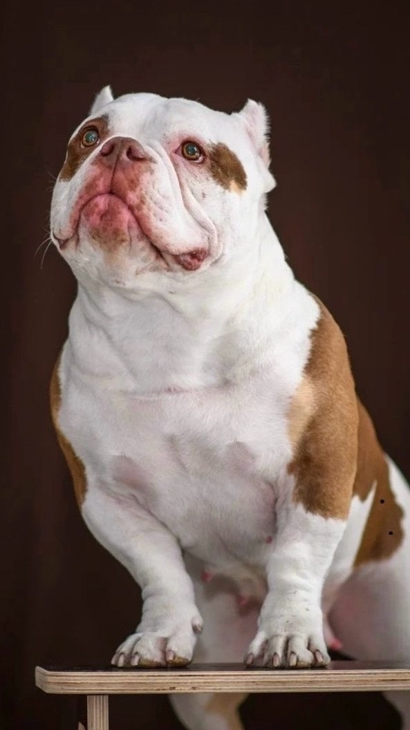 Купить Французского Бульдога Тольятти, Купить щенка Французского бульдога Тольятти, Питомник Французских Бульдогов Тольятти,  Питомник Французский Бульдог Тольятти, 