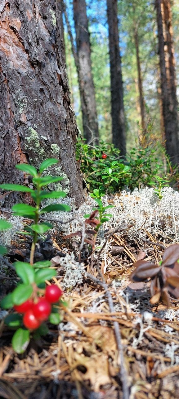 Карелия | 16-18.08.24. Галерея Фантим