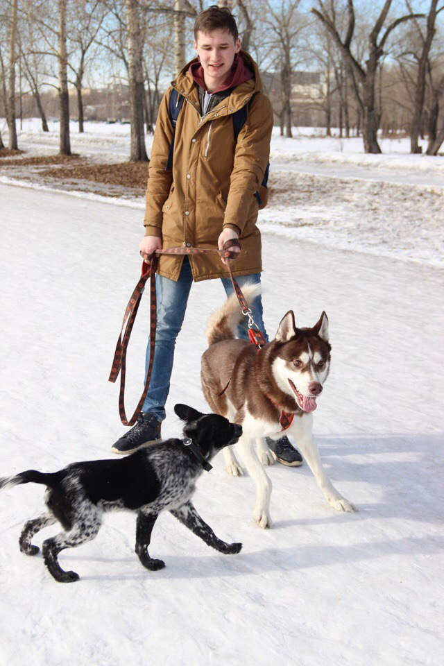 хаски зима белый снег парень