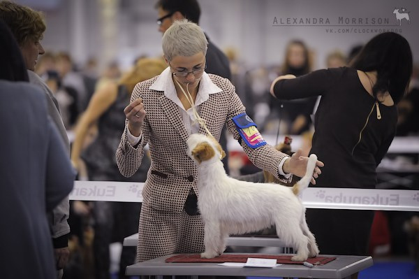 РОССИЯ 2012. Lovely-Orange питомник джек рассел терьеров