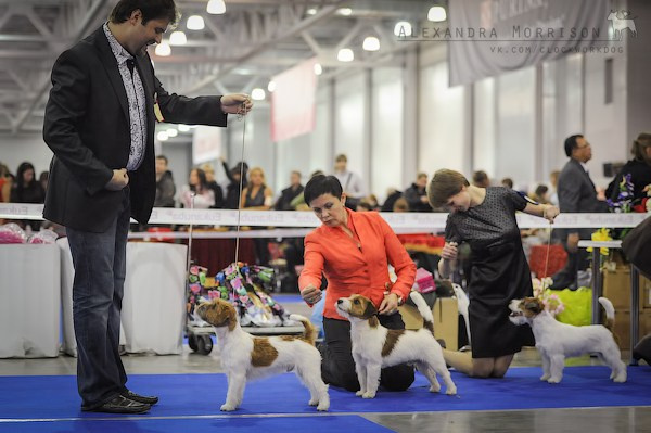 РОССИЯ 2012. Lovely-Orange питомник джек рассел терьеров