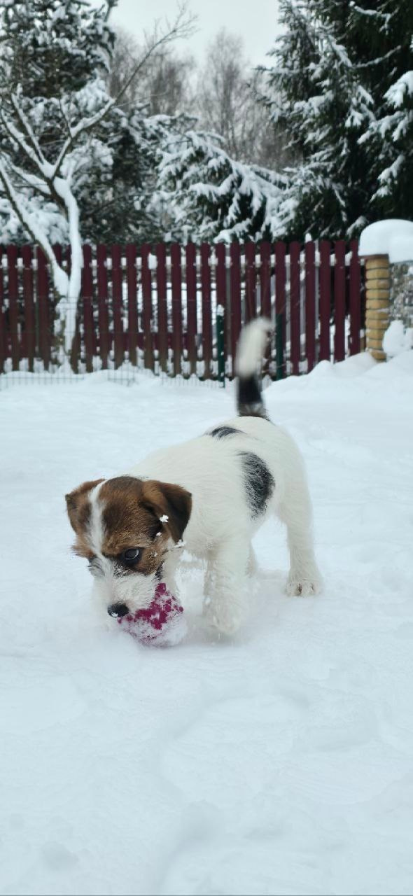 BELIEVE ME. Lovely Orange kennel Jack Russell Terrier FCI/RKF