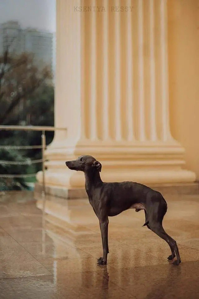 Весенние крошки. Профессиональный питомник левреток РКФ/FCI ASTI SAPPHIRE 💎 Сочи|Санкт-Петербург