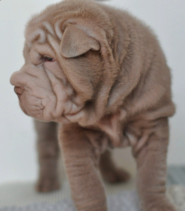 Свободные щенки Шар Пей в Иркутске. Питомник собак Иркутск