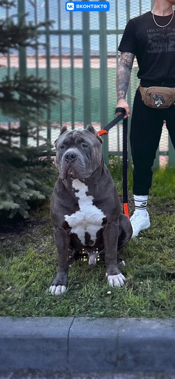 Участие в выставках. Американские булли XL в г. Калининград. Питомник Great Bully UNIVERSE