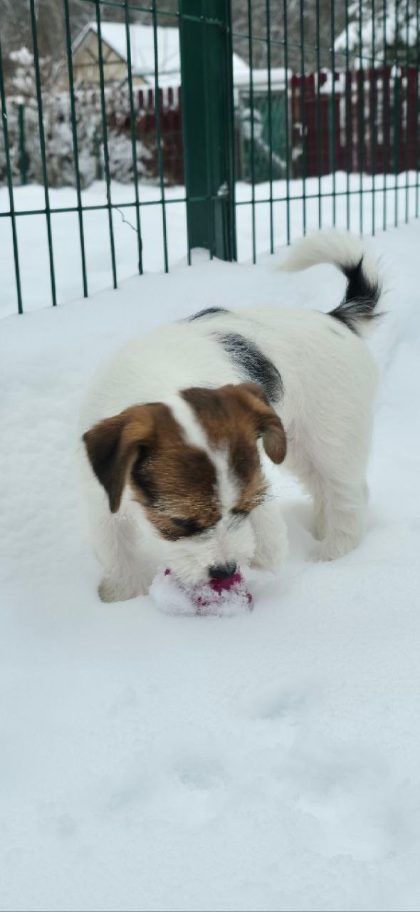 BELIEVE ME. Lovely Orange kennel Jack Russell Terrier FCI/RKF