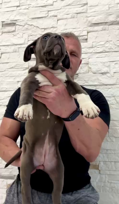 Hunter&Queenie, 10.09.25. Американские булли XL в г. Калининград. Питомник Great Bully UNIVERSE