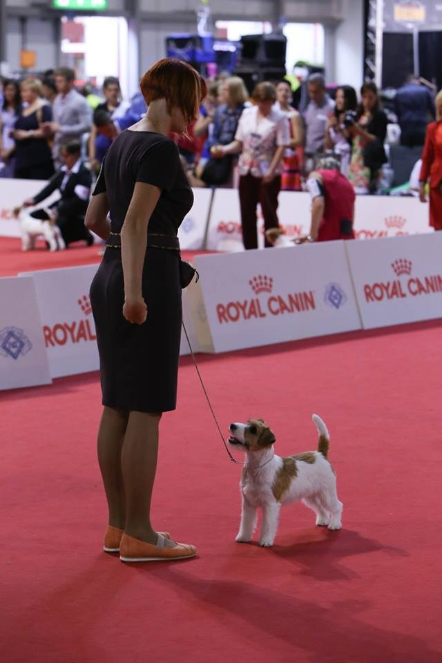 ЧЕМПИОНАТ МИРА 2015. Lovely-Orange питомник джек рассел терьеров