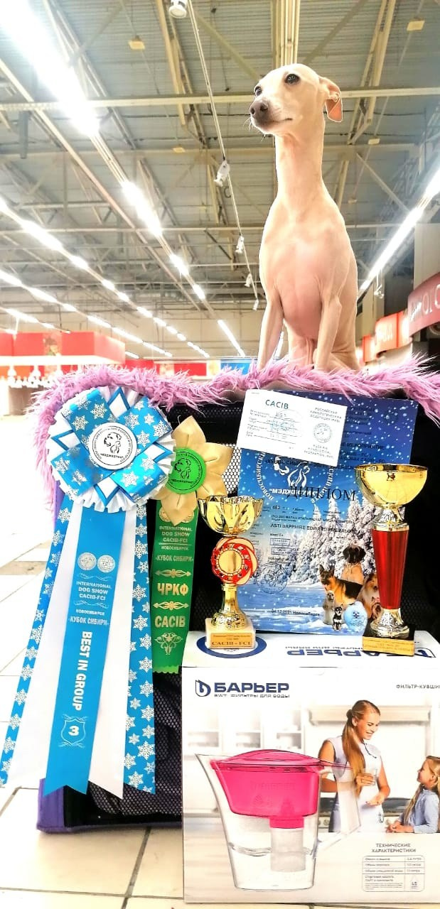 Наш самый звёздный выпускник. Professional Italian Greyhound Kennel RKF/FCI ASTI SAPPHIRE 💎 Sochi|St. Petersburg