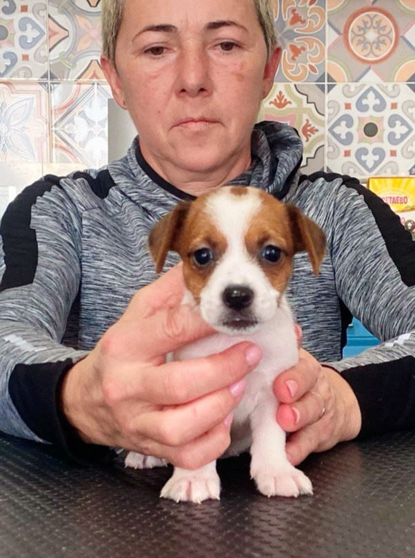 Сука 2. Lovely-Orange питомник джек рассел терьеров