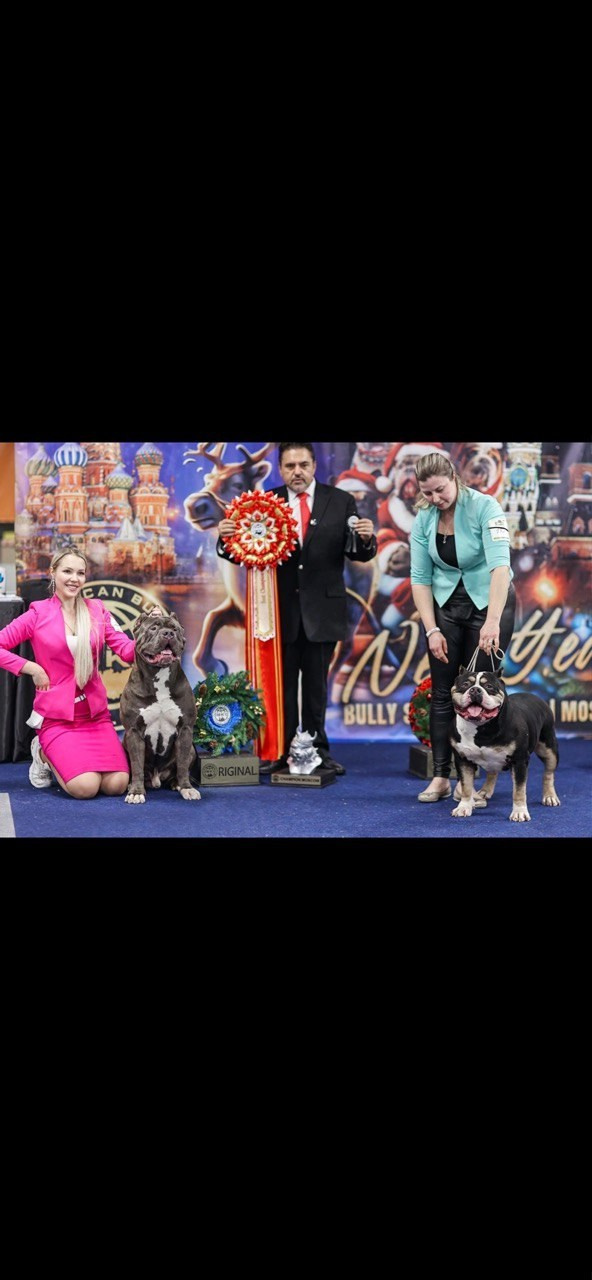 Участие в выставках. Американские булли XL в г. Калининград. Питомник Great Bully UNIVERSE