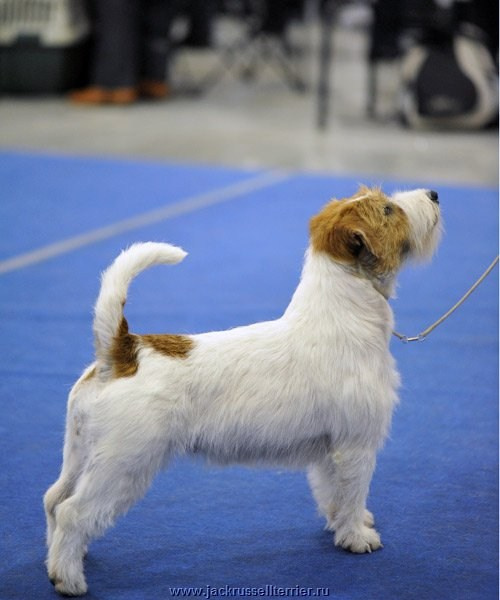 ЕВРАЗИЯ 2014. Lovely-Orange питомник джек рассел терьеров