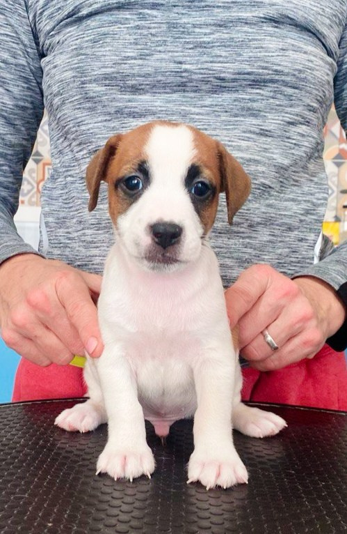 Кобель. Lovely-Orange питомник джек рассел терьеров