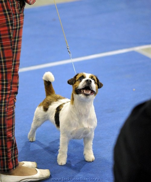 ЕВРАЗИЯ 2014. Lovely-Orange питомник джек рассел терьеров