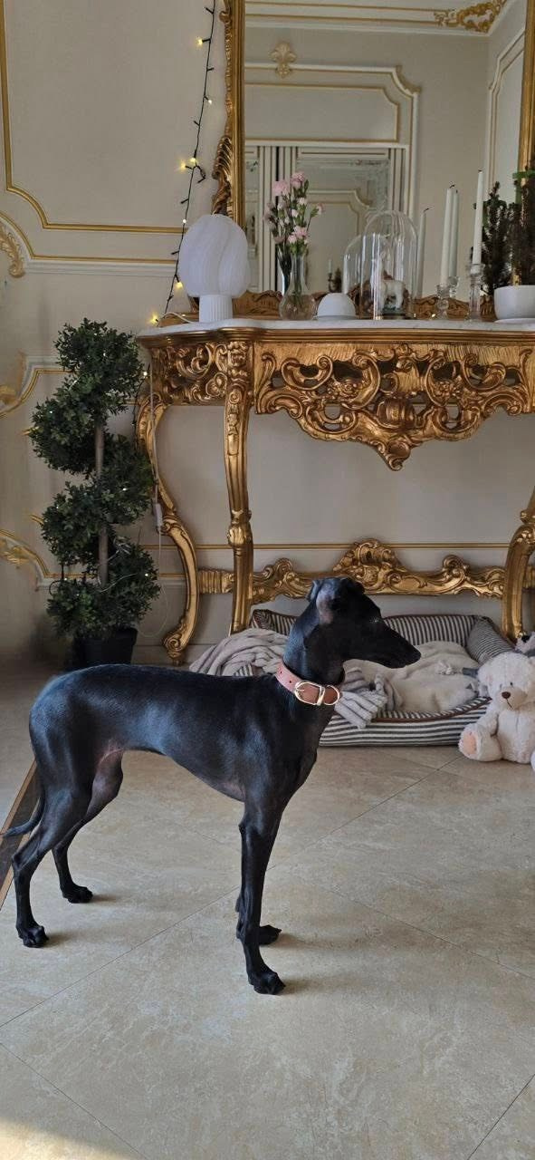 Профессиональный питомник левреток РКФ/FCI ASTI SAPPHIRE 💎 Сочи|Санкт-Петербург