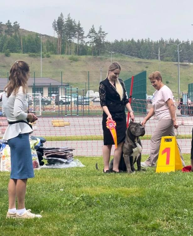 Участие в выставках. Американские булли XL в г. Калининград. Питомник Great Bully UNIVERSE