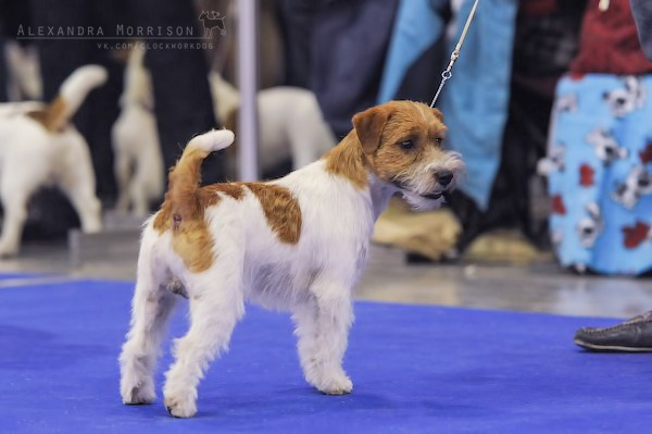 РОССИЯ 2012. Lovely-Orange питомник джек рассел терьеров