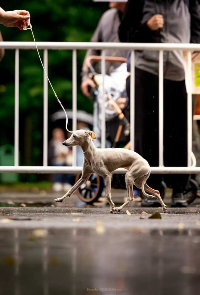 Жемчужная Печенька. Professional Italian Greyhound Kennel RKF/FCI ASTI SAPPHIRE 💎 Sochi|St. Petersburg