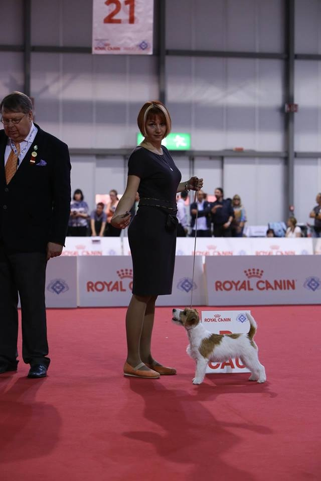 ЧЕМПИОНАТ МИРА 2015. Lovely-Orange питомник джек рассел терьеров